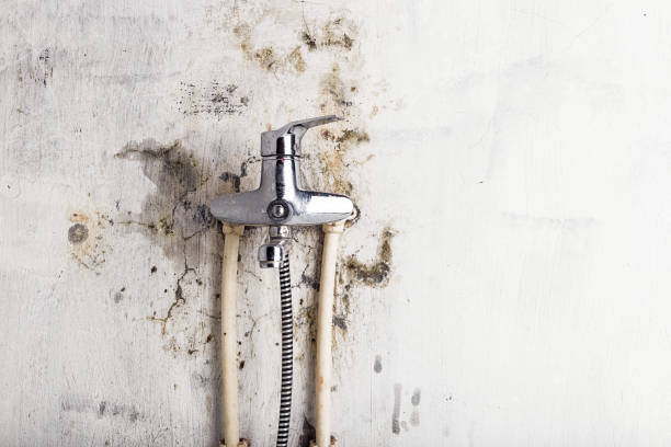 Best Mold Removal Company Near Me  in Brookville, NY