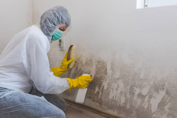 Best Mold Remediation  in Brookville, NY