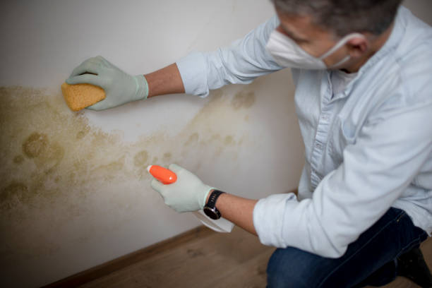 Best Crawl Space Mold Removal  in Brookville, NY