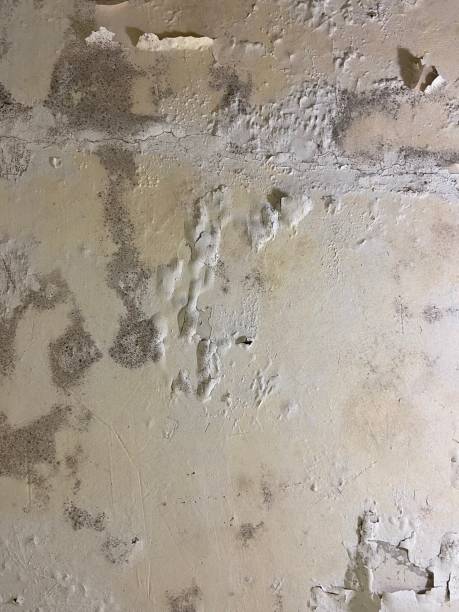 Best Mold Removal Near Me  in Brookville, NY