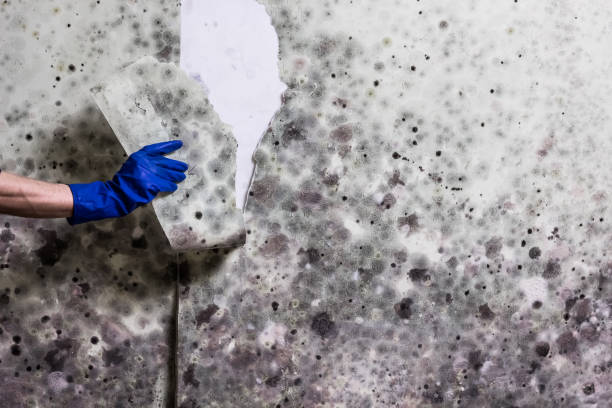 Best Commercial Mold Removal  in Brookville, NY