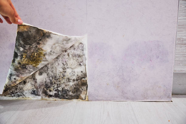 Mold Removal Process in Brookville, NY